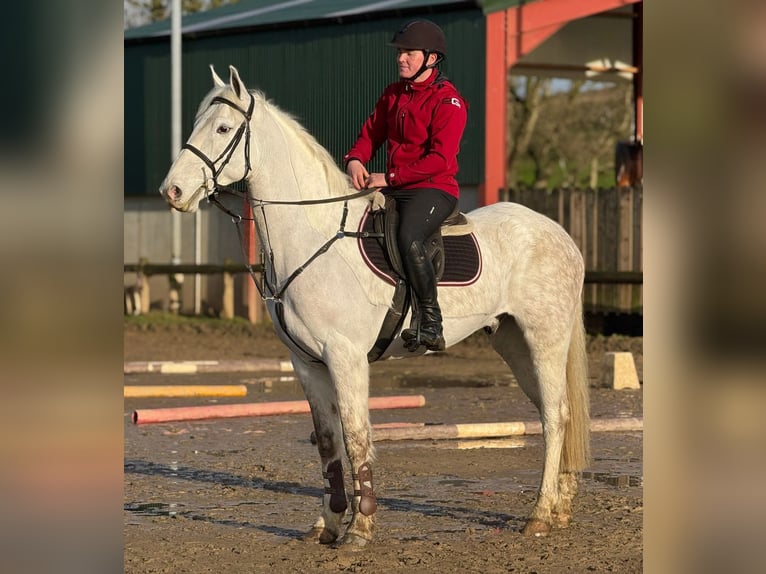 Irish Sport Horse Wallach 7 Jahre 160 cm Schimmel in Dublin