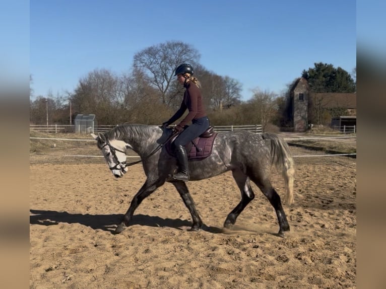 Irish Sport Horse Wallach 7 Jahre 162 cm Apfelschimmel in Trebbin