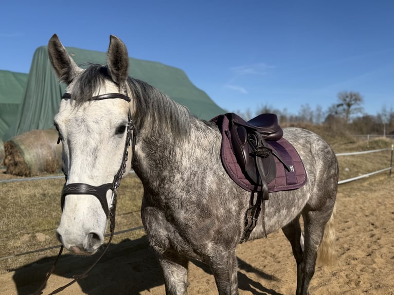 Irish Sport Horse Wallach 7 Jahre 162 cm Apfelschimmel in Trebbin