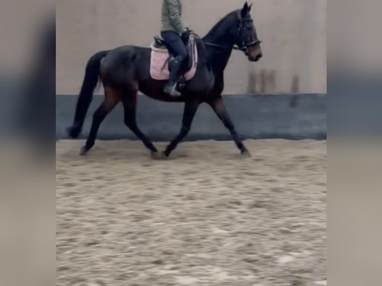 Irish Sport Horse Wallach 7 Jahre 163 cm Brauner in Norderstedt