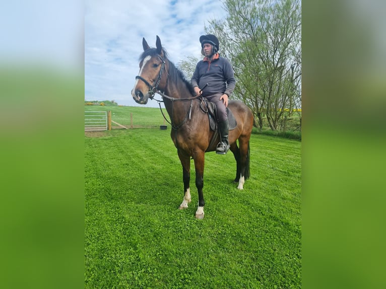 Irish Sport Horse Wallach 7 Jahre 163 cm Rotbrauner in Belfast