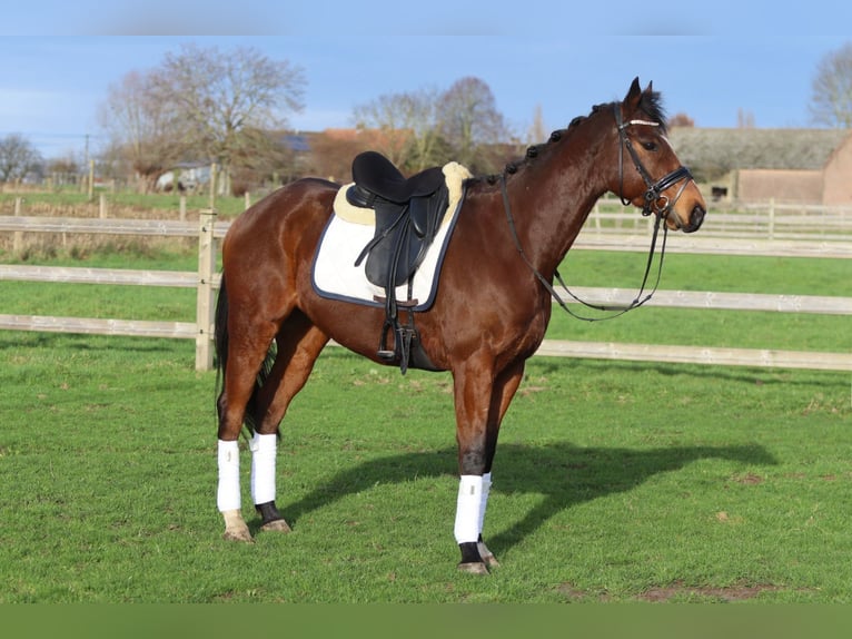 Irish Sport Horse Wallach 7 Jahre 164 cm Brauner in Bogaarden