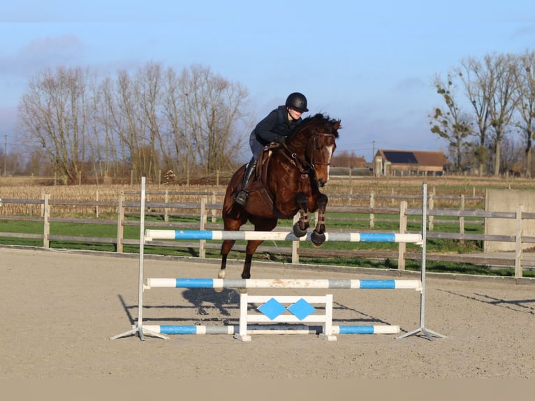 Irish Sport Horse Wallach 7 Jahre 164 cm Brauner in Bogaarden