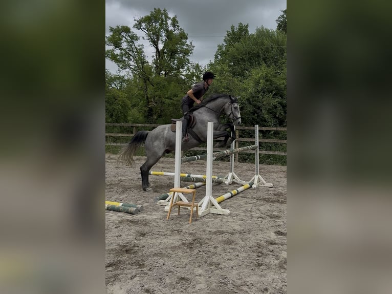 Irish Sport Horse Wallach 7 Jahre 166 cm Apfelschimmel in Westmeath