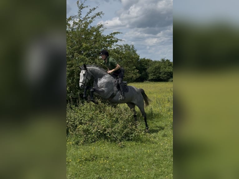 Irish Sport Horse Wallach 7 Jahre 166 cm Apfelschimmel in Westmeath