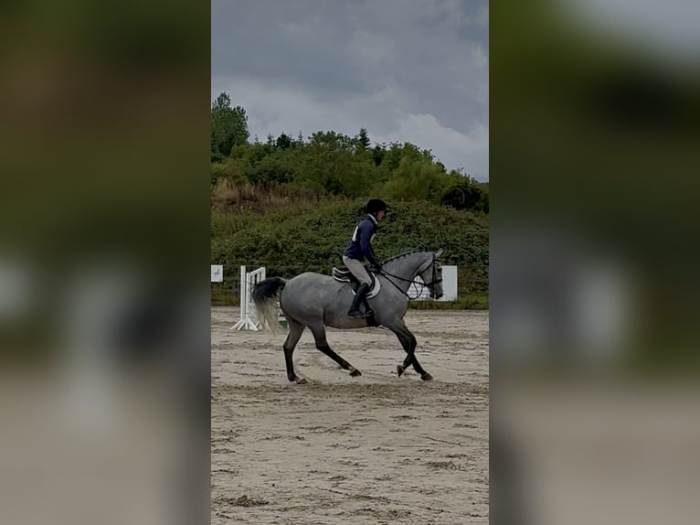 Irish Sport Horse Wallach 7 Jahre 166 cm Apfelschimmel in Westmeath