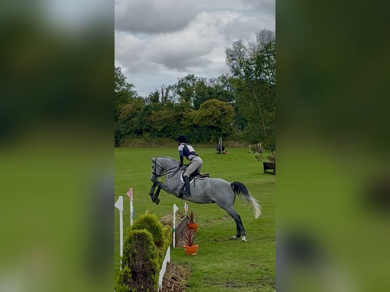 Irish Sport Horse Wallach 7 Jahre 166 cm Apfelschimmel in Westmeath