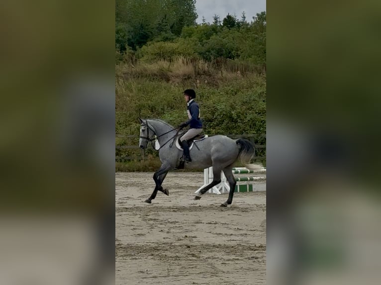Irish Sport Horse Wallach 7 Jahre 166 cm Apfelschimmel in Westmeath