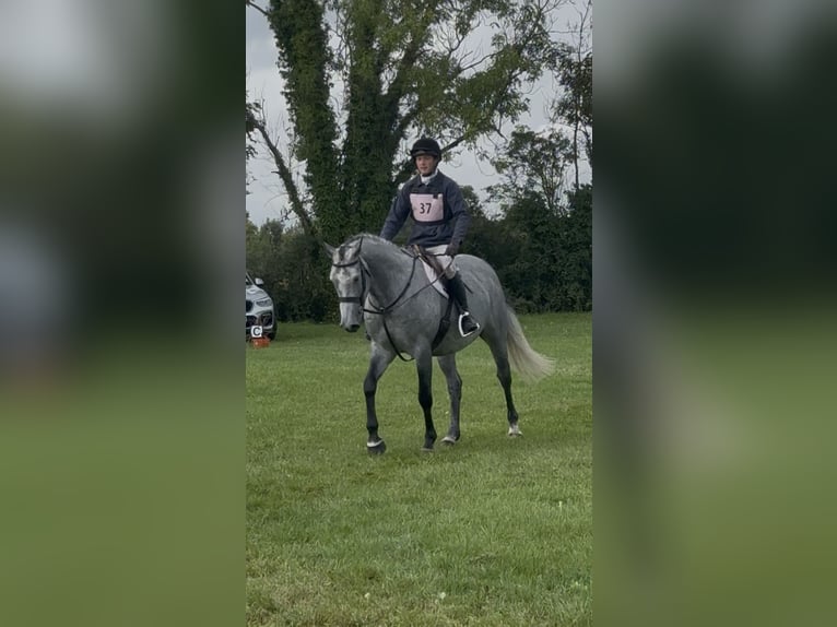 Irish Sport Horse Wallach 7 Jahre 166 cm Apfelschimmel in Westmeath