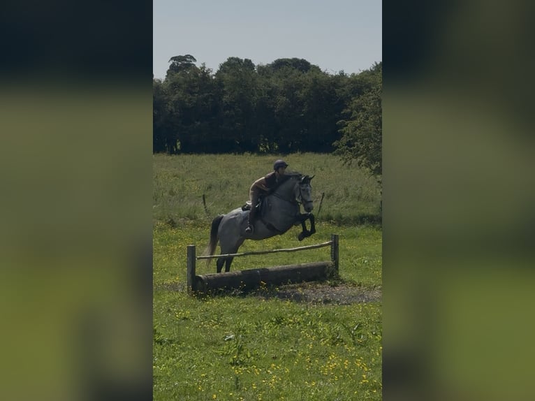 Irish Sport Horse Wallach 7 Jahre 166 cm Apfelschimmel in Westmeath