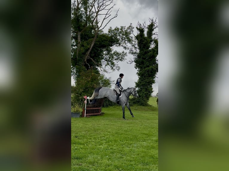 Irish Sport Horse Wallach 7 Jahre 166 cm Apfelschimmel in Westmeath