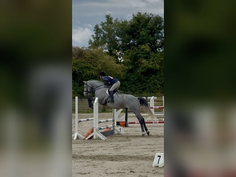 Irish Sport Horse Wallach 7 Jahre 166 cm Apfelschimmel in Westmeath
