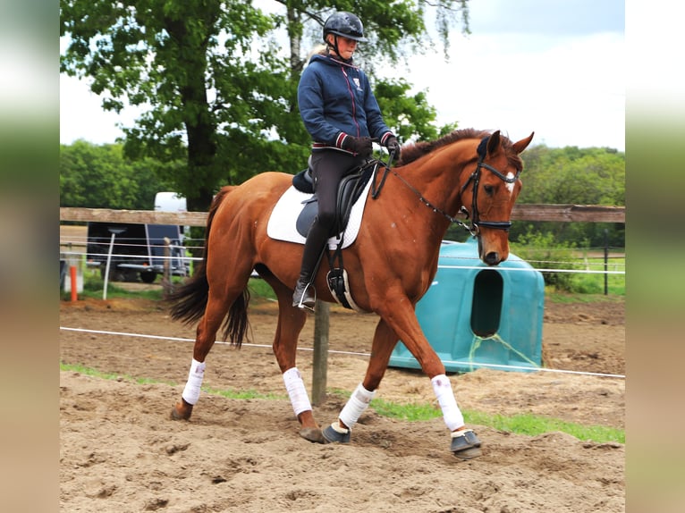 Irish Sport Horse Mix Wallach 7 Jahre 166 cm Fuchs in Uelsen