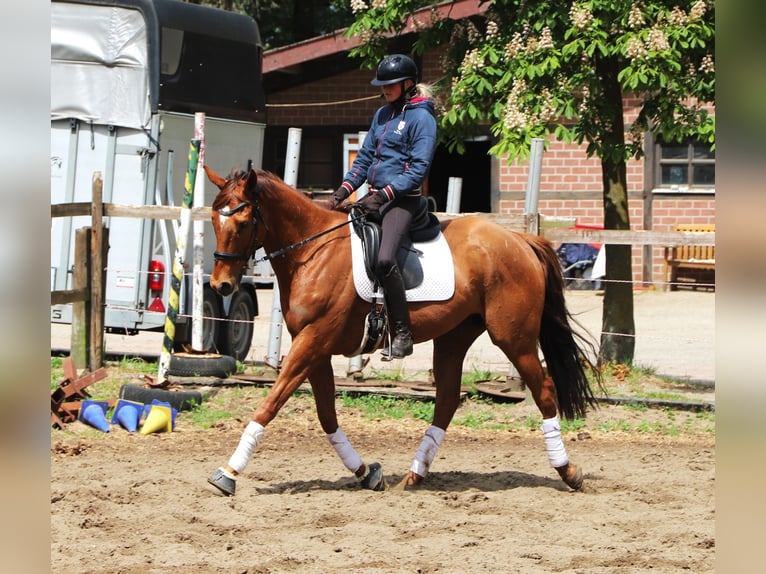 Irish Sport Horse Mix Wallach 7 Jahre 166 cm Fuchs in Uelsen
