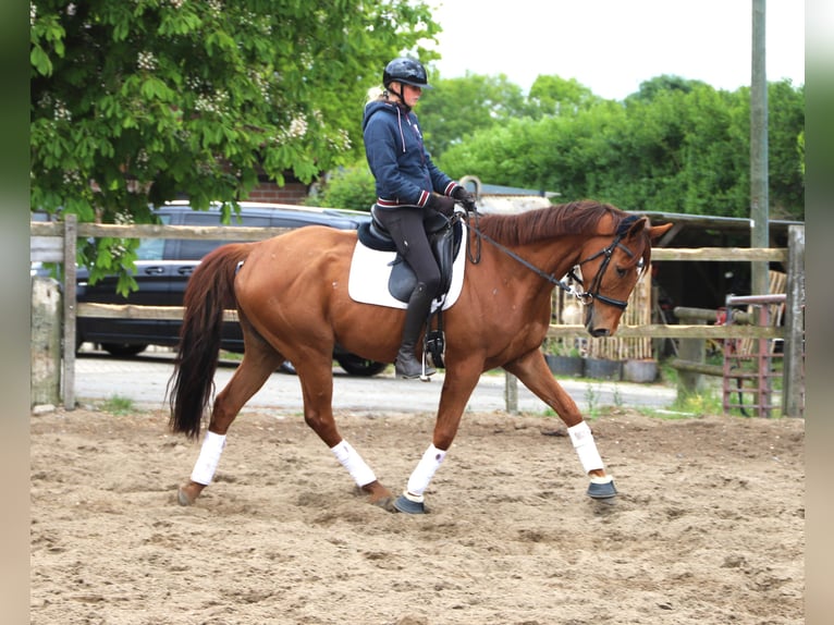 Irish Sport Horse Mix Wallach 7 Jahre 166 cm Fuchs in Uelsen