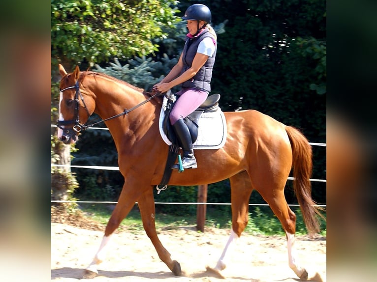 Irish Sport Horse Wallach 7 Jahre 167 cm Fuchs in Velpke