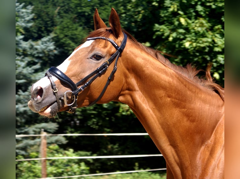 Irish Sport Horse Wallach 7 Jahre 167 cm Fuchs in Velpke