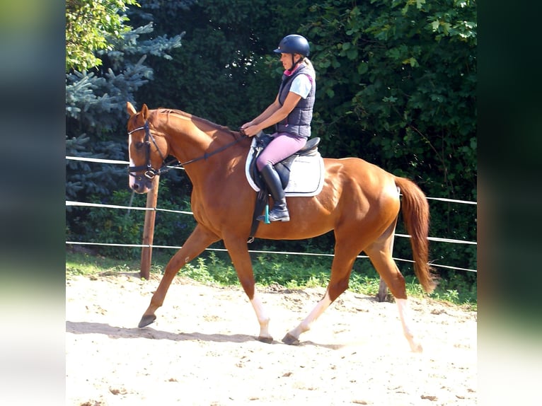Irish Sport Horse Wallach 7 Jahre 167 cm Fuchs in Velpke