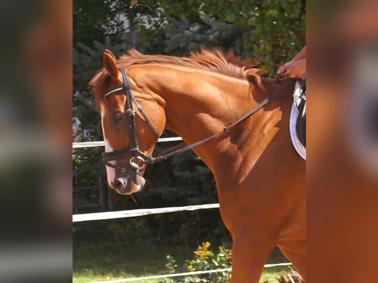 Irish Sport Horse Wallach 7 Jahre 167 cm Fuchs in Velpke