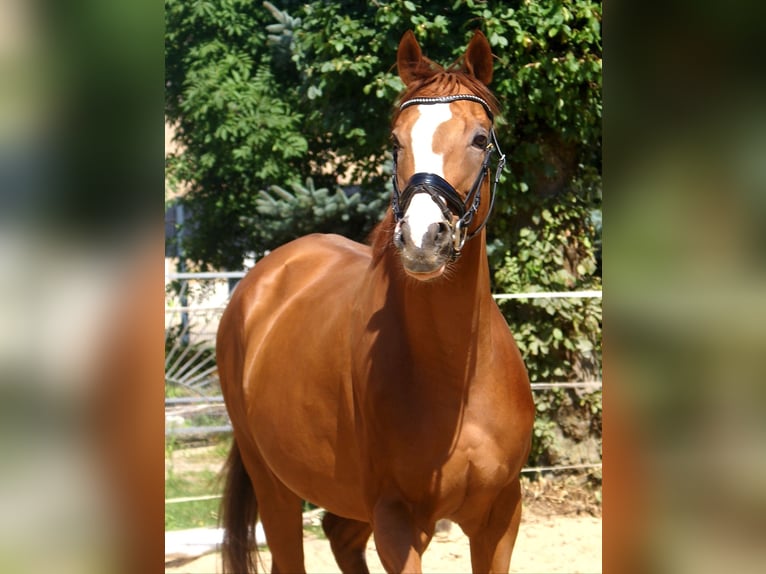 Irish Sport Horse Wallach 7 Jahre 167 cm Fuchs in Velpke
