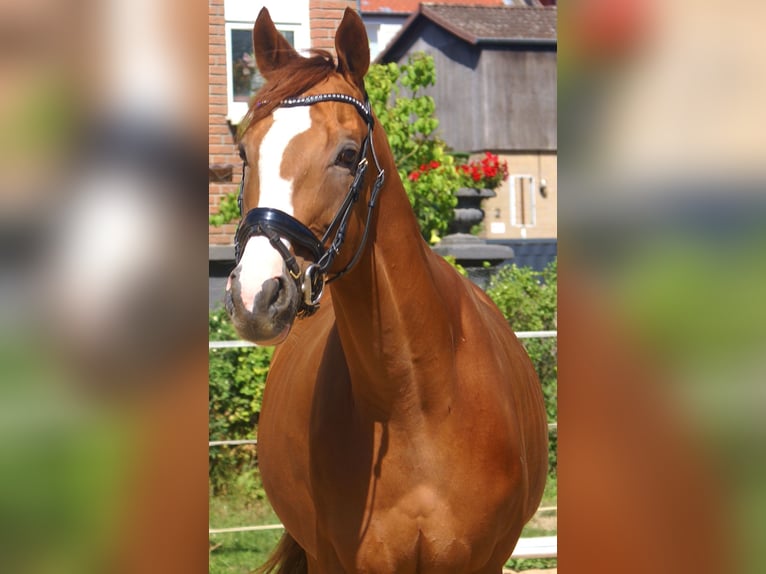 Irish Sport Horse Wallach 7 Jahre 167 cm Fuchs in Velpke