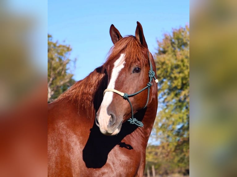 Irish Sport Horse Wallach 7 Jahre 168 cm Dunkelfuchs in Howell