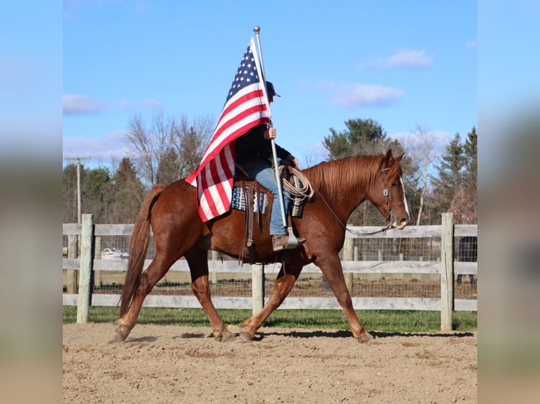 Irish Sport Horse Wallach 7 Jahre 168 cm Dunkelfuchs in Howell