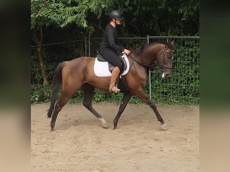 Irish Sport Horse Wallach 7 Jahre 168 cm Dunkelfuchs in Lage