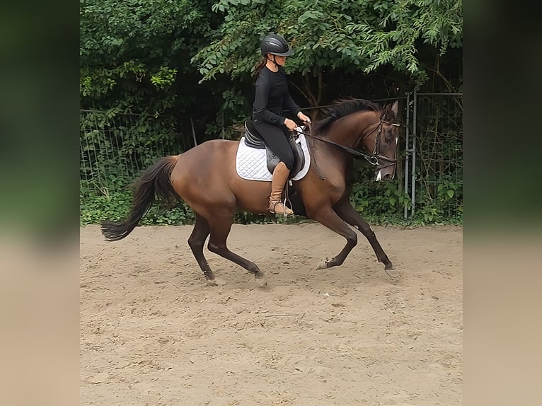 Irish Sport Horse Wallach 7 Jahre 168 cm Dunkelfuchs in Lage