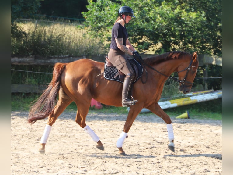 Irish Sport Horse Mix Wallach 7 Jahre 168 cm Fuchs in Uelsen