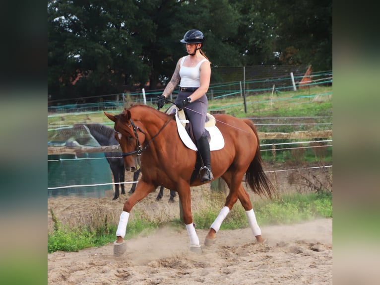 Irish Sport Horse Mix Wallach 7 Jahre 168 cm Fuchs in Uelsen