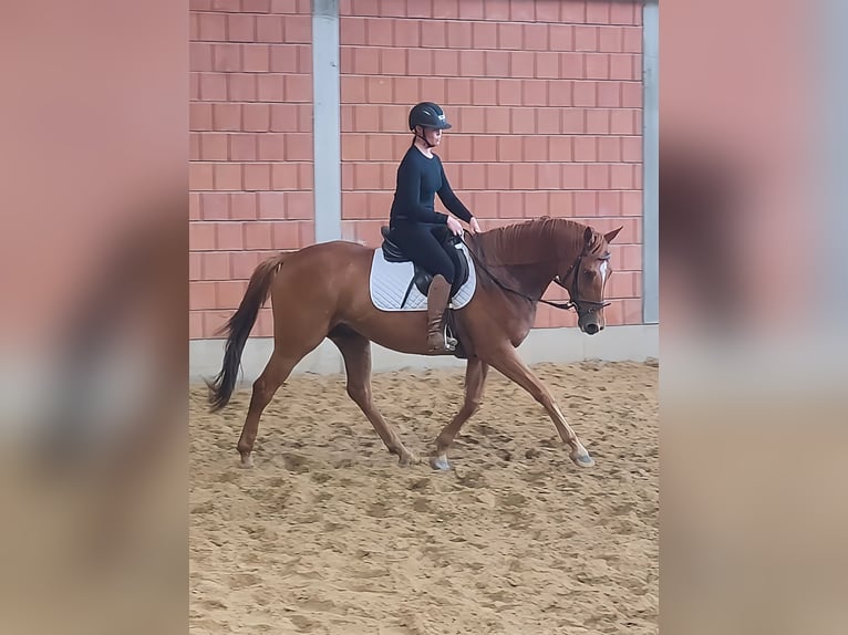 Irish Sport Horse Wallach 7 Jahre 168 cm Fuchs in Lage