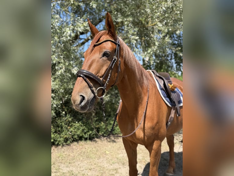 Irish Sport Horse Wallach 7 Jahre 168 cm Fuchs in Trebbin