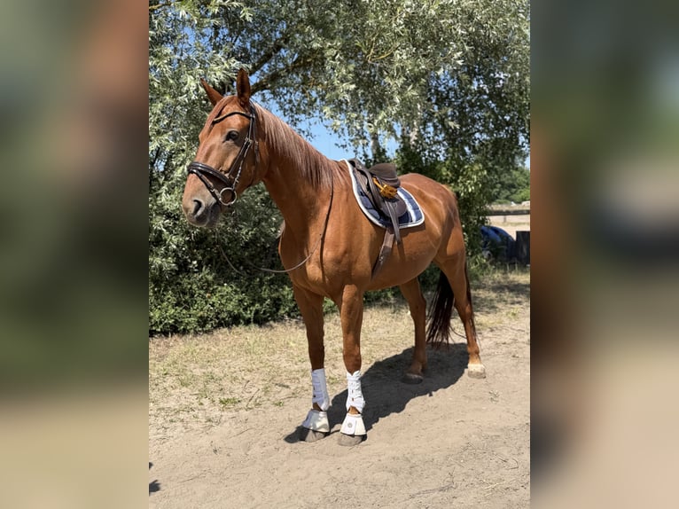 Irish Sport Horse Wallach 7 Jahre 168 cm Fuchs in Trebbin