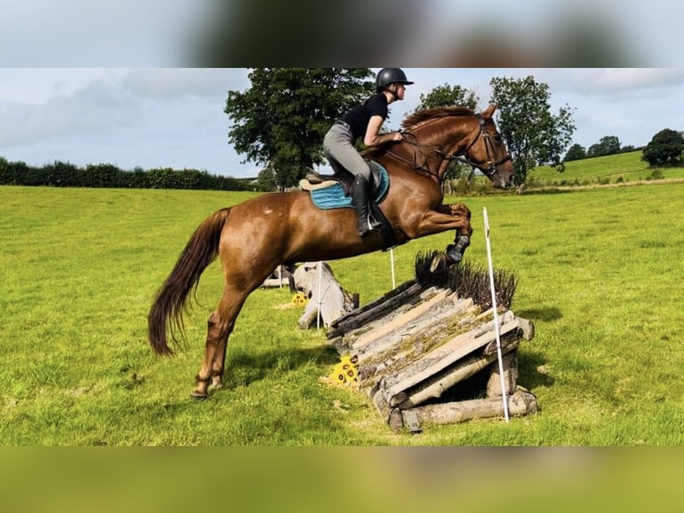 Irish Sport Horse Wallach 7 Jahre 168 cm Fuchs in Trebbin
