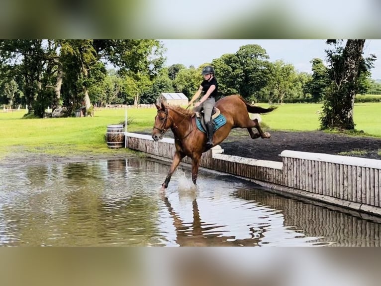Irish Sport Horse Wallach 7 Jahre 168 cm Fuchs in Trebbin