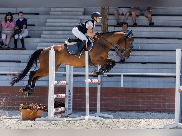 Irish Sport Horse Wallach 7 Jahre 168 cm Rotbrauner in Czech Republic