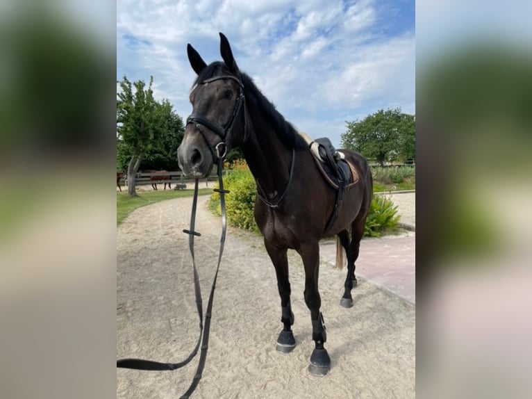 Irish Sport Horse Wallach 7 Jahre 168 cm Schimmel in Parthenstein