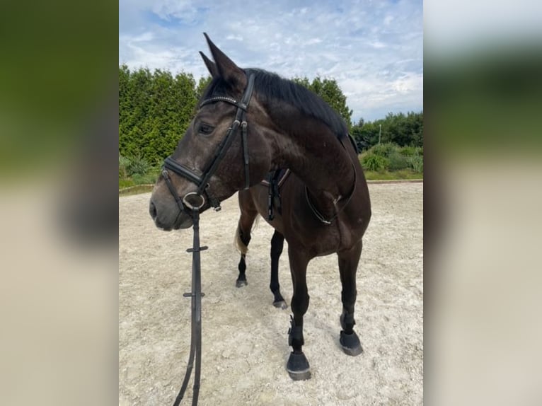 Irish Sport Horse Wallach 7 Jahre 168 cm Schimmel in Parthenstein