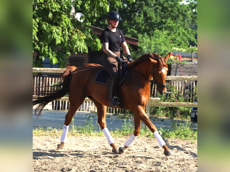 Irish Sport Horse Mix Wallach 7 Jahre 169 cm Fuchs in Uelsen