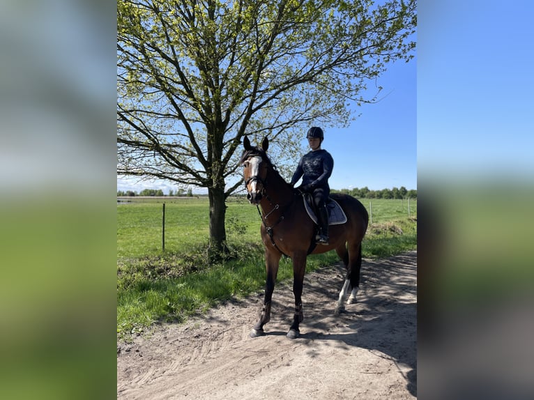 Irish Sport Horse Wallach 7 Jahre 170 cm Brauner in Ehrenburg