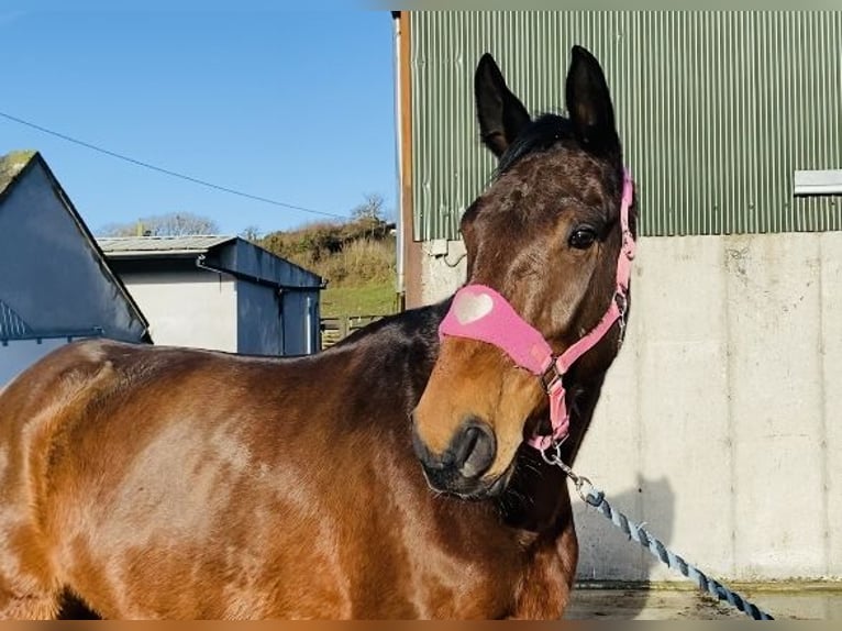Irish Sport Horse Wallach 7 Jahre 170 cm Brauner in Sligo