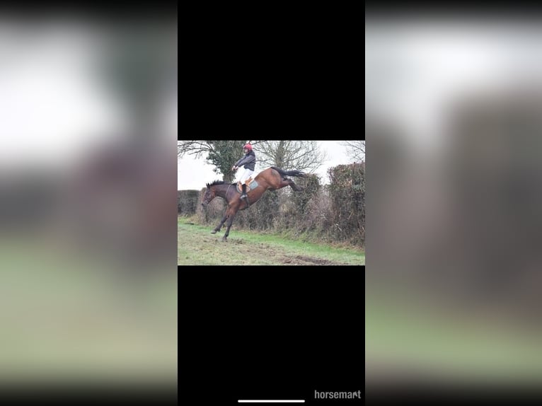 Irish Sport Horse Wallach 7 Jahre 170 cm Rotbrauner in Schenectady