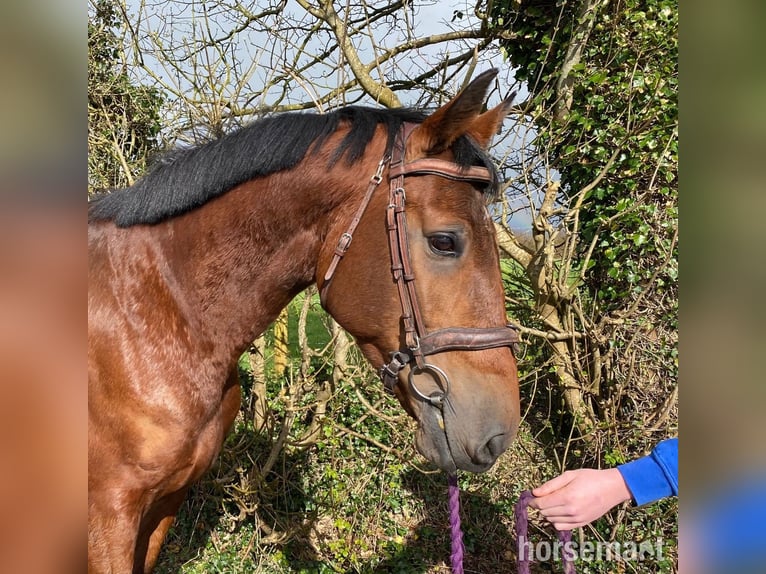 Irish Sport Horse Wallach 7 Jahre 170 cm Rotbrauner in Schenectady