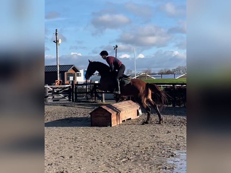 Irish Sport Horse Wallach 7 Jahre 171 cm Dunkelfuchs in Westmeath