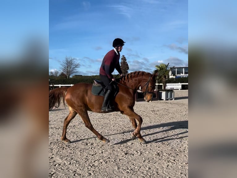 Irish Sport Horse Wallach 7 Jahre 171 cm Dunkelfuchs in Westmeath