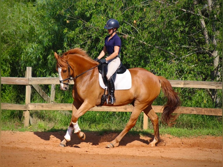 Irish Sport Horse Wallach 7 Jahre 173 cm Hellbrauner in Colchester (Essex)