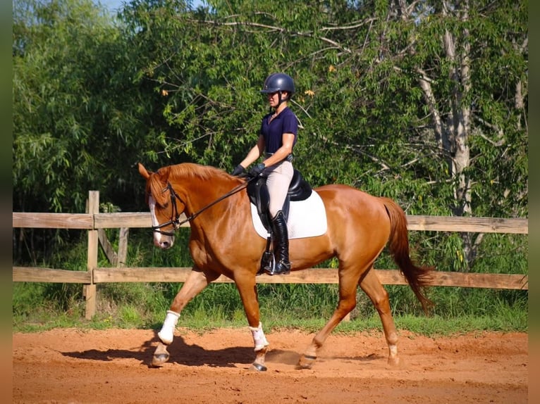 Irish Sport Horse Wallach 7 Jahre 173 cm Hellbrauner in Colchester (Essex)