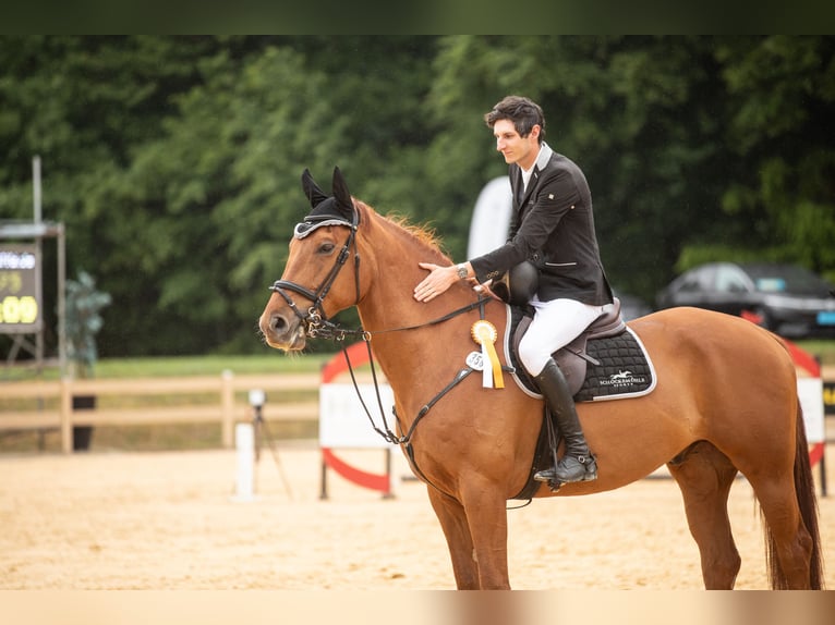 Irish Sport Horse Wallach 7 Jahre 175 cm Fuchs in Amberg