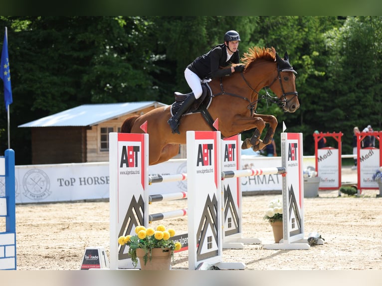 Irish Sport Horse Wallach 7 Jahre 175 cm Fuchs in Amberg